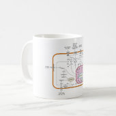 Mug Diagramme des voies de transduction du signal du g (Devant gauche)