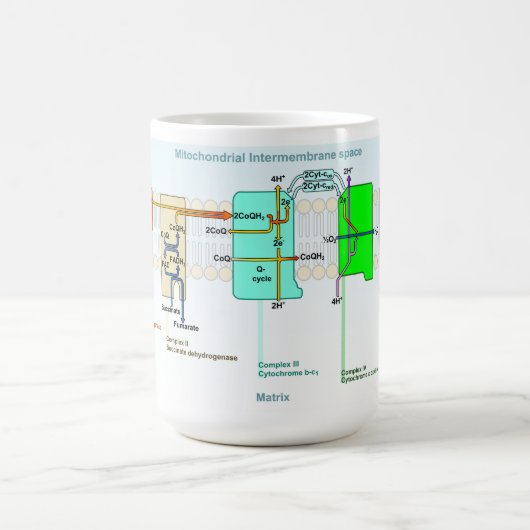 Mug Diagramme d'espace de Mitonchondrial Intermembrane (Centre)