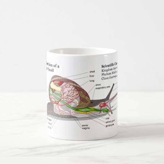 Mug Diagramme d'un escargot de jardin commun (aspersa (Centre)
