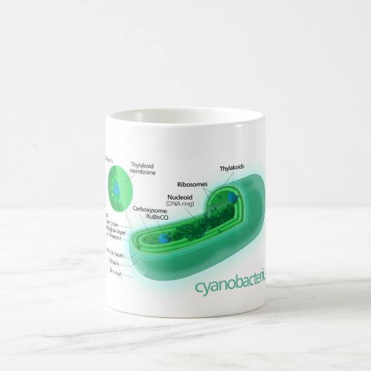 Mug Diagramme d'une cellule typique de Cyanobacteria (Centre)
