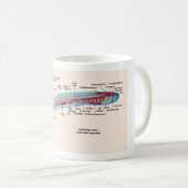 Mug Diagramme d'une larve d'espèces de lamproie de mer (Devant droit)