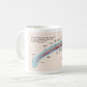 Mug Diagramme d'une larve d'espèces de lamproie de mer (Devant gauche)