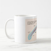 Mug Diagramme d'une larve d'espèces de lamproie de mer (Gauche)