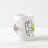 Mug Diagramme humain d'oreille avec la cartographie (Centre)