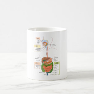 Mug Diagramme Système digestif gastro-intestinal humai