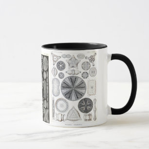 Mug diatomée, diatomée, navicula