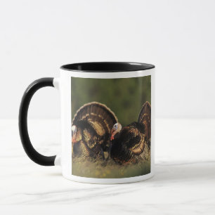 Mug Dindon sauvage, Meleagris gallopavo,mâles