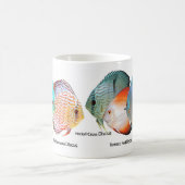 Mug Discus fish (Centre)