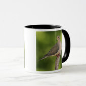 Mug Dove de deuil, Zenaida macroura (Devant droit)