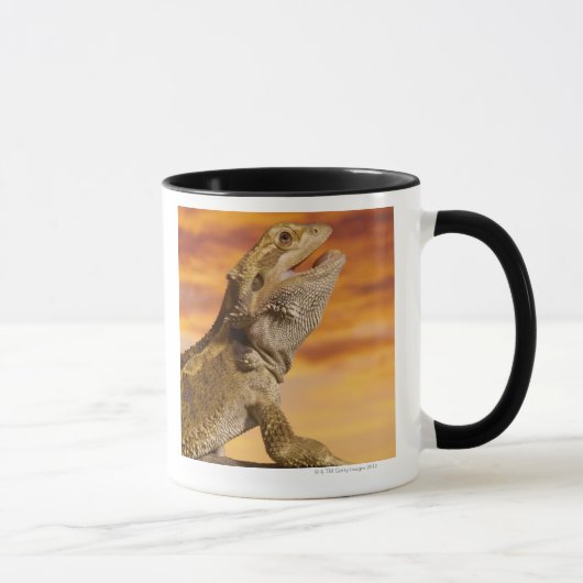 Mug Dragon barbu (Pogona Vitticeps) sur la roche, (Droite)