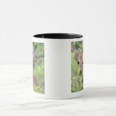 Mug Duiker gris (grimmia de Sylvicapra) se cachant (Centre)