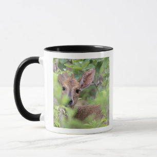 Mug Duiker gris (grimmia de Sylvicapra) se cachant