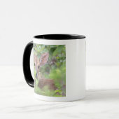 Mug Duiker gris (grimmia de Sylvicapra) se cachant (Devant gauche)