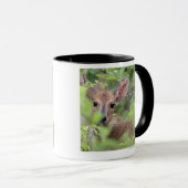 Mug Duiker gris (grimmia de Sylvicapra) se cachant (Devant droit)