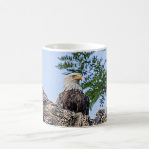 Mug Eagle chauve sur une branche d'arbre