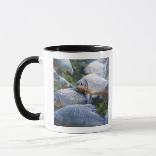 Mug École des piranhas (nattereri de Pygocentrus) (Gauche)