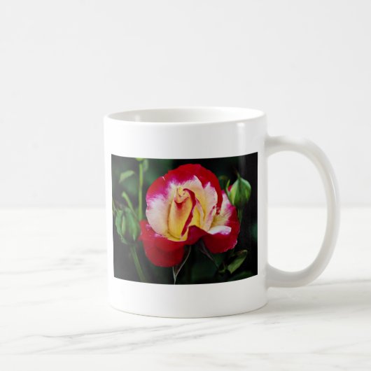 Mug Écoulement blanc hybride de "Andeli" de rose de (Droite)