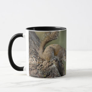 Mug Écureuil gris de l'Est, ou écureuil gris