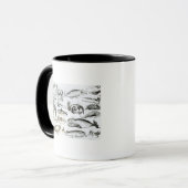 Mug Edentata de cétacé (Devant gauche)