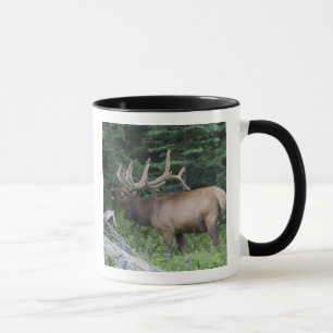 Mug Élan bugling dans le parc national de Banff, Canad