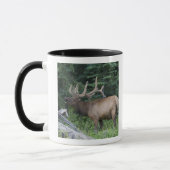 Mug Élan bugling dans le parc national de Banff, Canad (Gauche)
