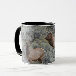 Mug Élan mâle Parc national de Yellowstone, Wyoming
