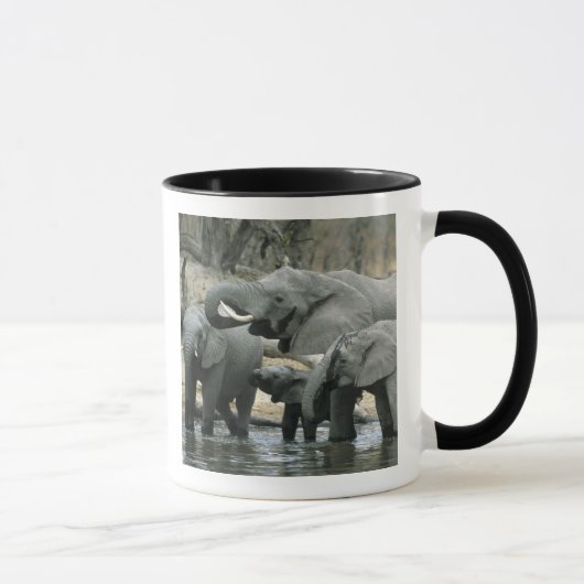 Mug Eléphant africain, (Loxodonta africana), boire (Droite)