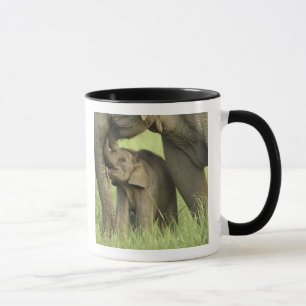 Mug Éléphant indien / asiatique et jeune, Corbett 2