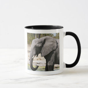 Mug Éléphant (Loxodonta africana), chenal Savute