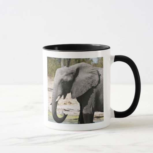 Mug Éléphant (Loxodonta africana), chenal Savute (Droite)