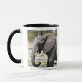 Mug Éléphant (Loxodonta africana), chenal Savute (Gauche)