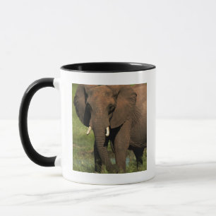 Mug Éléphant (Loxodonta Africana), Parc national Hwang