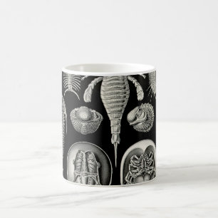 Mug Ernst Haeckel Aspidonia