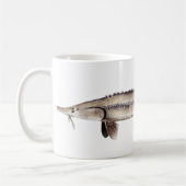 Mug Esturgeon pâlot - albus de Scaphirhynchus (Gauche)
