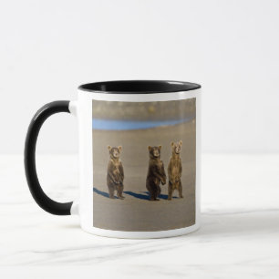 Mug États-Unis. Alaska. Oursons brun côtier