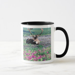Mug États-Unis, Alaska, Parc national de Denali, Carib