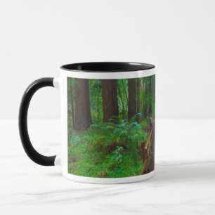Mug États-Unis, Californie. Chemin parmi les séquoia
