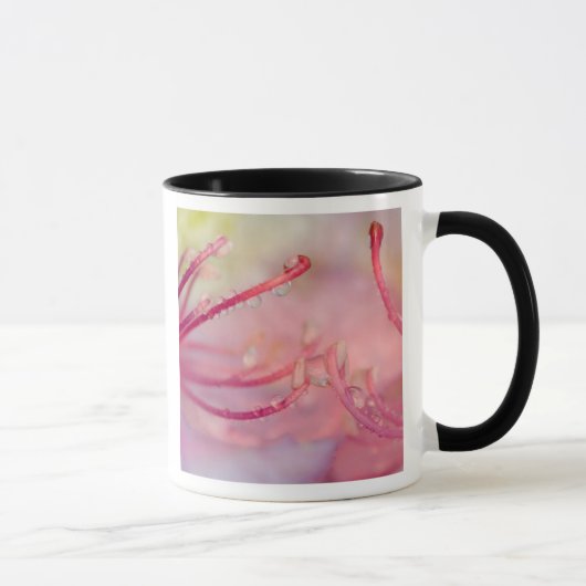Mug États-Unis, Caroline du Nord. Rhododendron de Cata (Droite)