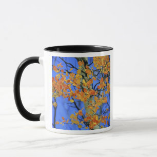 Mug États-Unis, Colorado. Feuilles de tremble qui ont