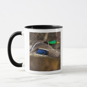 Mug États-Unis, État de Washington, Colvert, mâle, vol