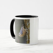 Mug États-Unis, État de Washington, Red Brested Nuthat (Devant gauche)