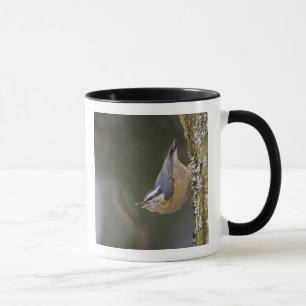 Mug États-Unis, État de Washington, Sittelle à poitrin