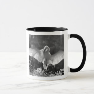 Mug États-Unis, Floride, Grande Aigrette (Ardea alba) 