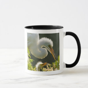Mug États-Unis, Floride, St. Augustine, Ferme d'alliga