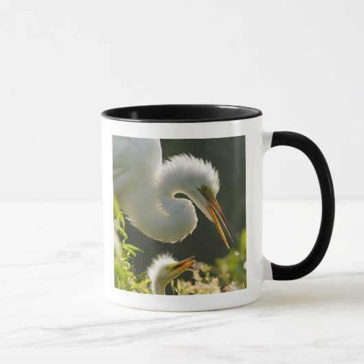 Mug États-Unis, Floride, St. Augustine, Ferme d'alliga (Droite)