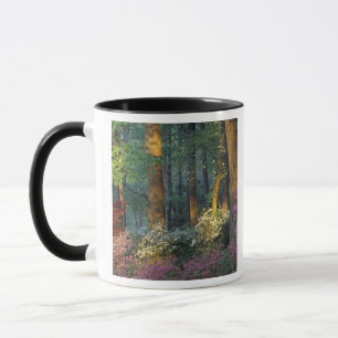 Mug États-Unis, Géorgie, Callaway Gardens, forêt d'Aza
