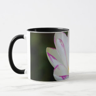 Mug États-Unis, Géorgie, Savannah, Fleur de lotus en f
