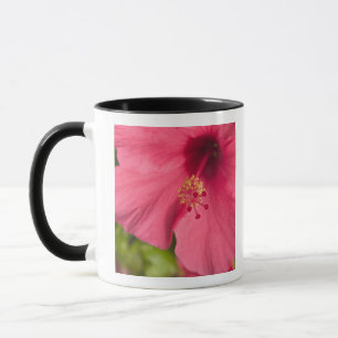 Mug États-Unis, Hawaï, Kauai, Hibiscus