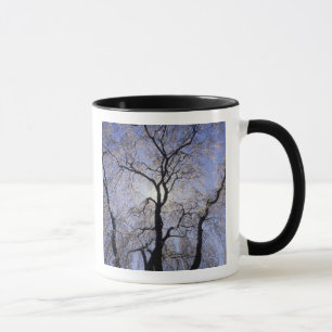 Mug États-Unis, Kentucky, Lexington. Arbre rétro-éclai