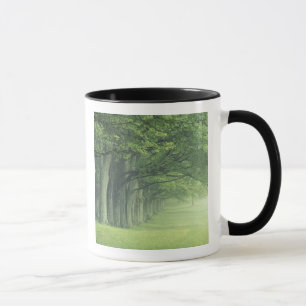 Mug États-Unis, Kentucky. Rangée d'arbres au printemps